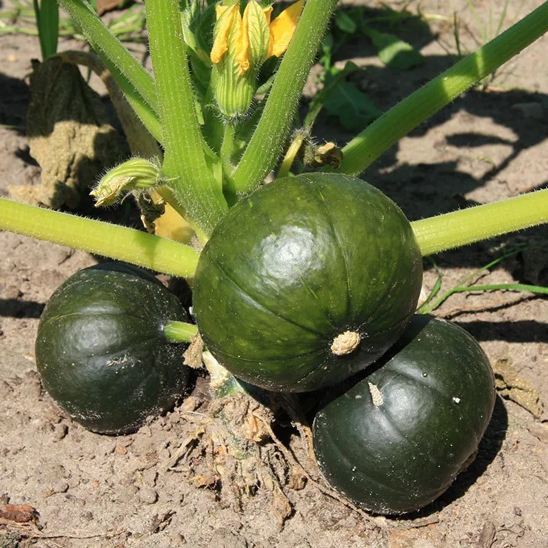 Kürbis Zapallito Bio