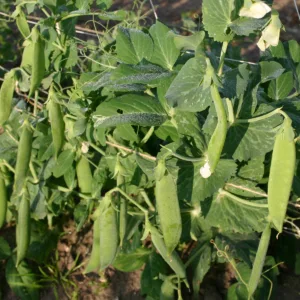 Markerbse Wunder von Kelvedon Bio