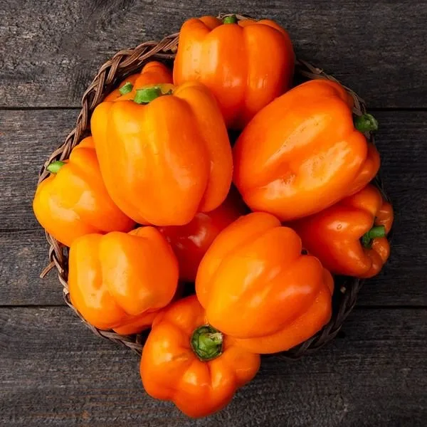 Paprika Cubo Orange RS Bio