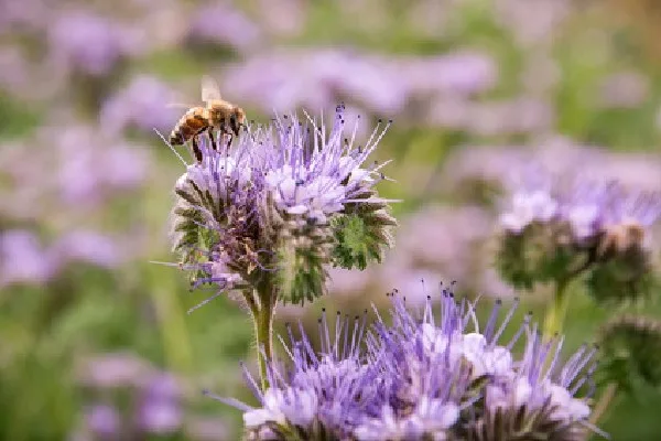 Bienen-Paradies Saatgut-Box S (Karton) – Bild 5