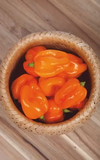 Chilis Overkill Box S (Holz) – Bild 5