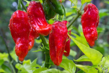 Chilis Overkill Box S (Karton) – Bild 4