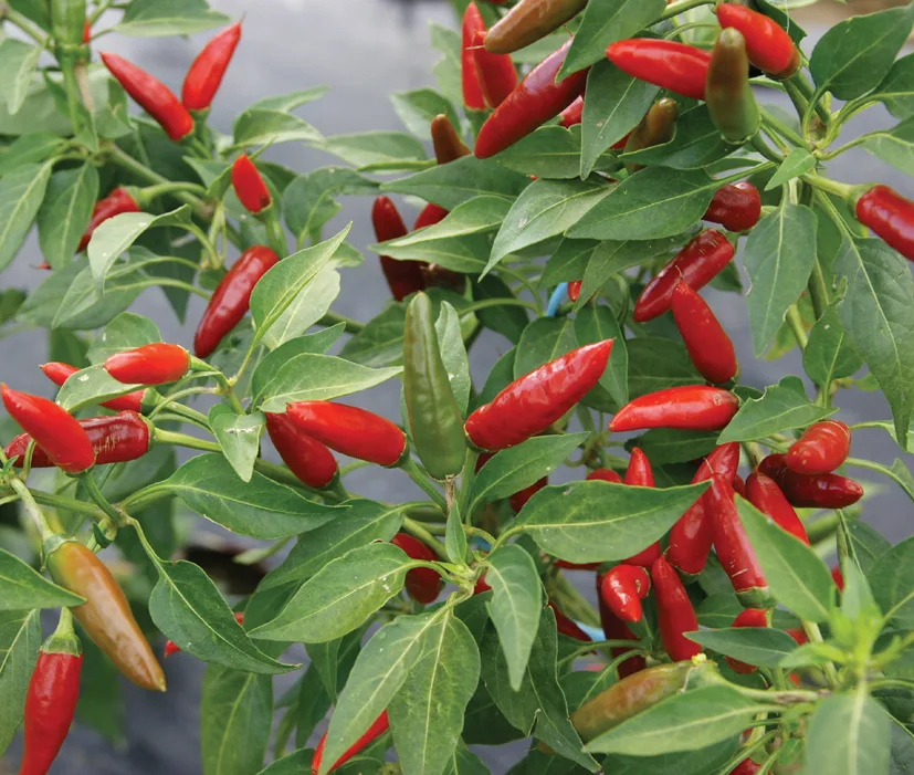Chilis Overkill Box S (Karton) – Bild 7