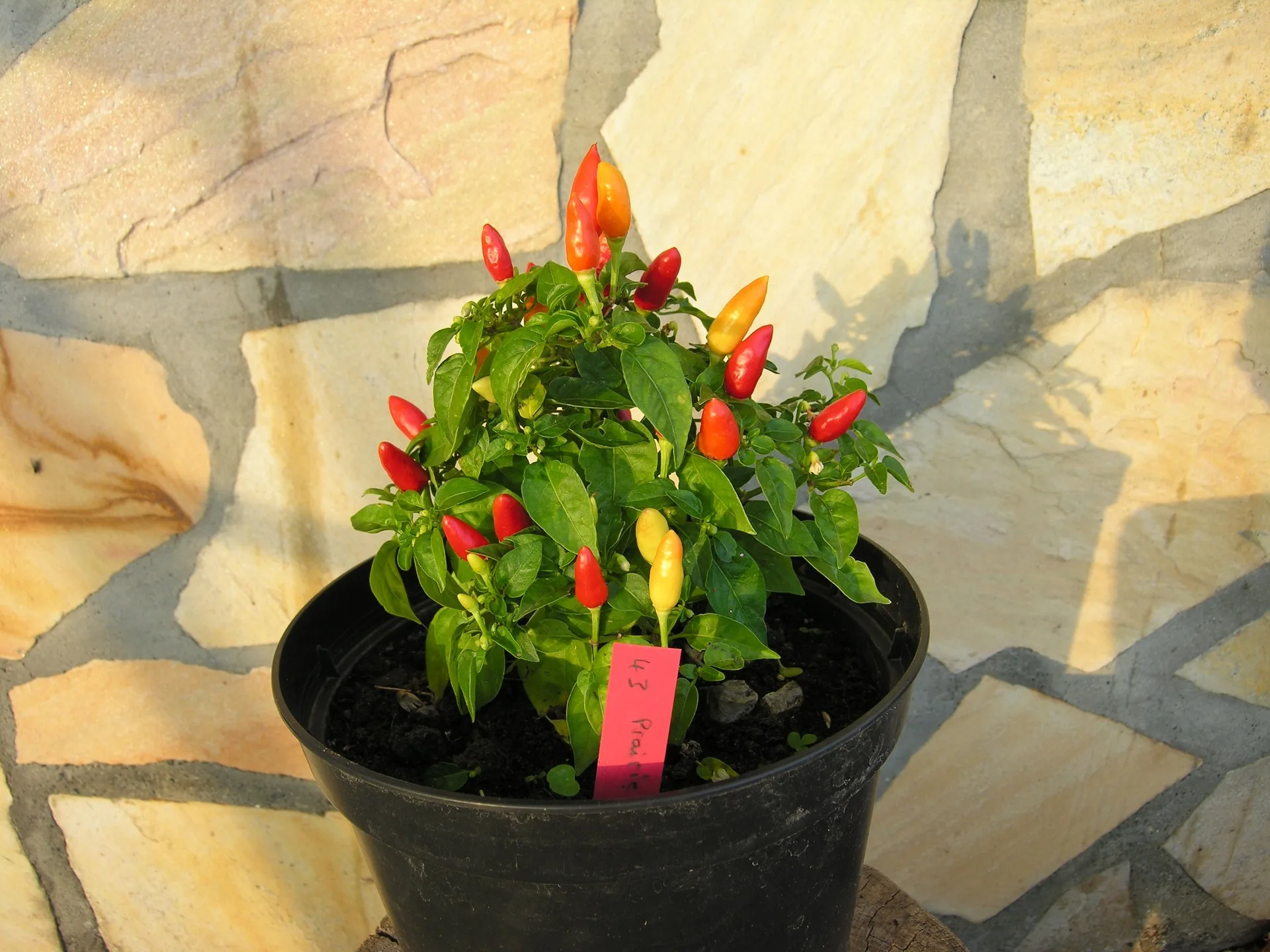 Chilisamen Prairie Fire Bio Demeter – Bild 2