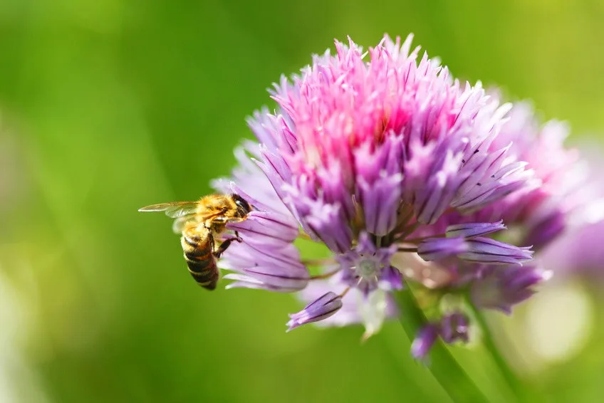 Essbare Blüten Saatgut-Box S (Holzbox) – Bild 2
