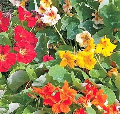 Essbare Blüten Saatgut-Box S Bio (Holzbox) – Bild 3