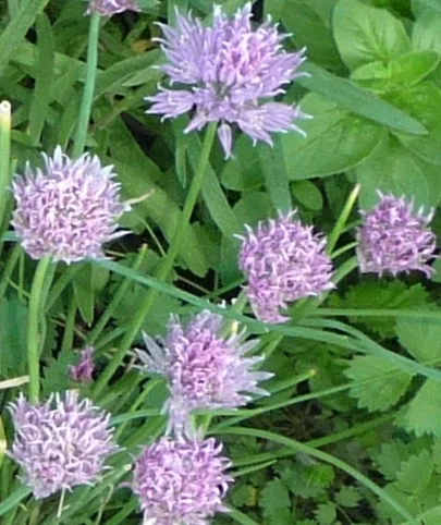 Essbare Blüten Saatgut-Box S Bio (Holzbox) – Bild 5