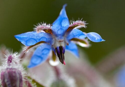 Essbare Blüten Saatgut-Box S Bio (Karton) – Bild 9