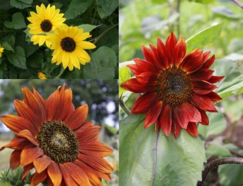 Essbare Blüten Saatgut-Box XS Bio (Holzbox mit Klappdeckel) – Bild 4