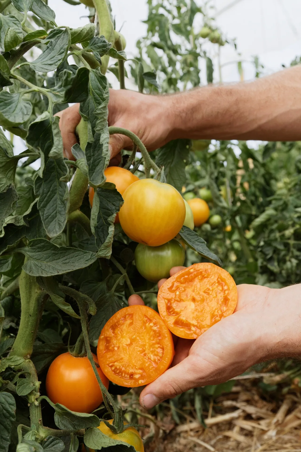 Fleischtomate Mandaline Bio Demeter – Bild 2