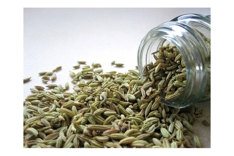 Gewürzfenchel – Bild 2