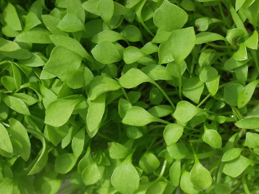 Grüne Smoothies Saatgut-Box S (Karton) – Bild 5