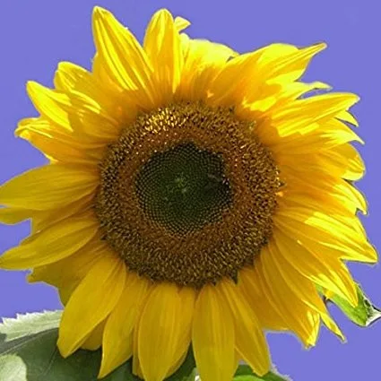 Happy Birthday! Sonnenblumensamen Giganteus – Bild 2