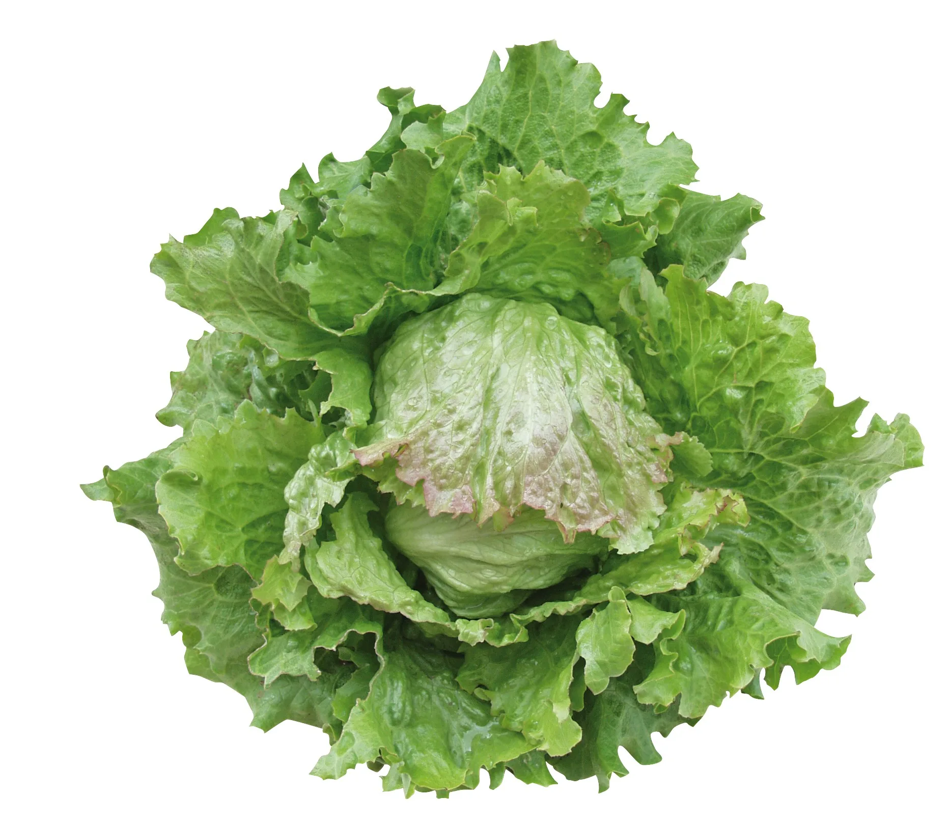 Hochbeet Saatgut-Box S (Karton) – Bild 8