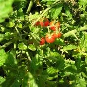 Hochbeet Saatgut-Box S Bio (Karton) – Bild 2