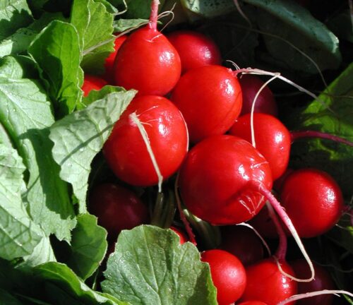Hochbeet Saatgut-Box S Bio (Karton) – Bild 5