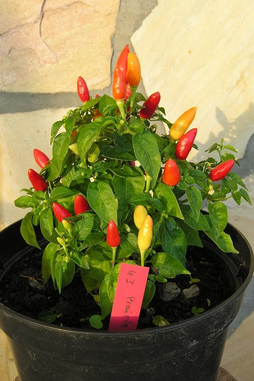 Hochbeet Saatgut-Box S Bio (Karton) – Bild 9