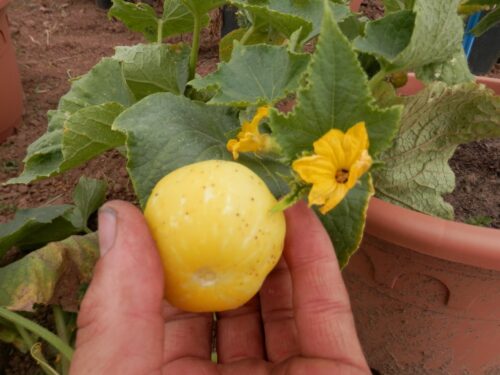 Hochbeet Saatgut-Box S Bio (Karton) – Bild 12