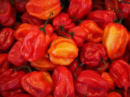 Hot & Spicy Saatgut-Box XS – Bild 2
