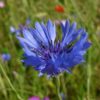 Hummel Bommel Kornblume Blauer Junge – Bild 2