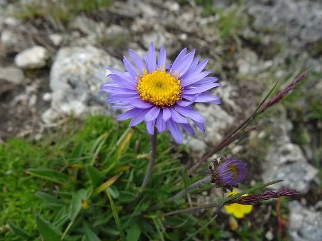 Alpenblumen Saatgut-Box S (Holzbox) – Bild 10