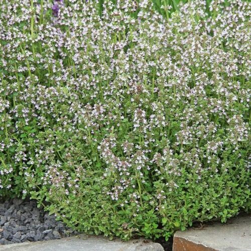 Hummel Bommel Thymian Deutscher Winter – Bild 2