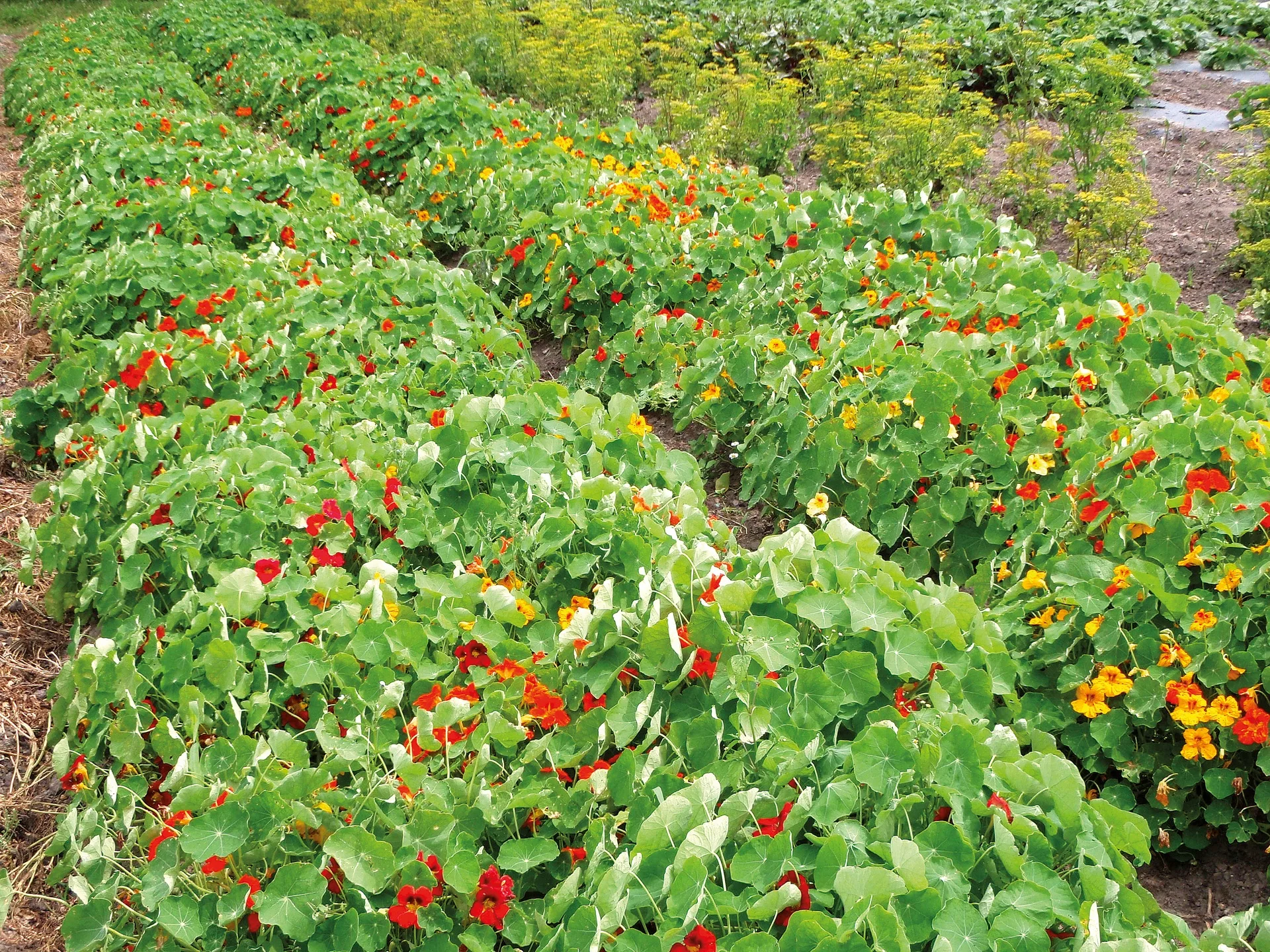 Kapuzinerkressesamen Jewel Mix Bio – Bild 2