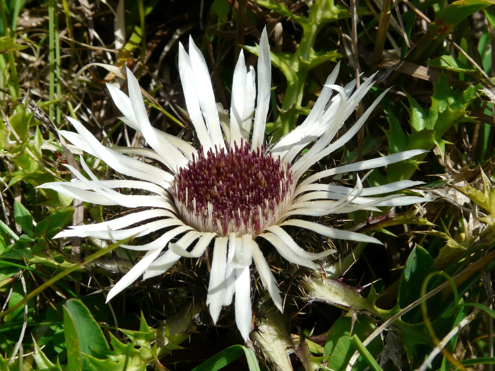 Alpenblumen Saatgut-Box S (Holzbox) – Bild 14