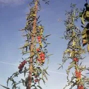 Kirschtomate Cerise Bio Demeter – Bild 2
