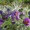 Alpenblumen Saatgut-Box S (Karton) – Bild 3