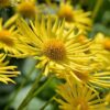 Alpenblumen Saatgut-Box S (Karton) – Bild 4