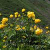 Alpenblumen Saatgut-Box S (Karton) – Bild 5