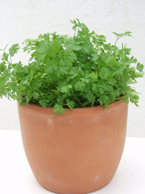 Kräutergarten Saatgut-Box S (Karton) – Bild 5