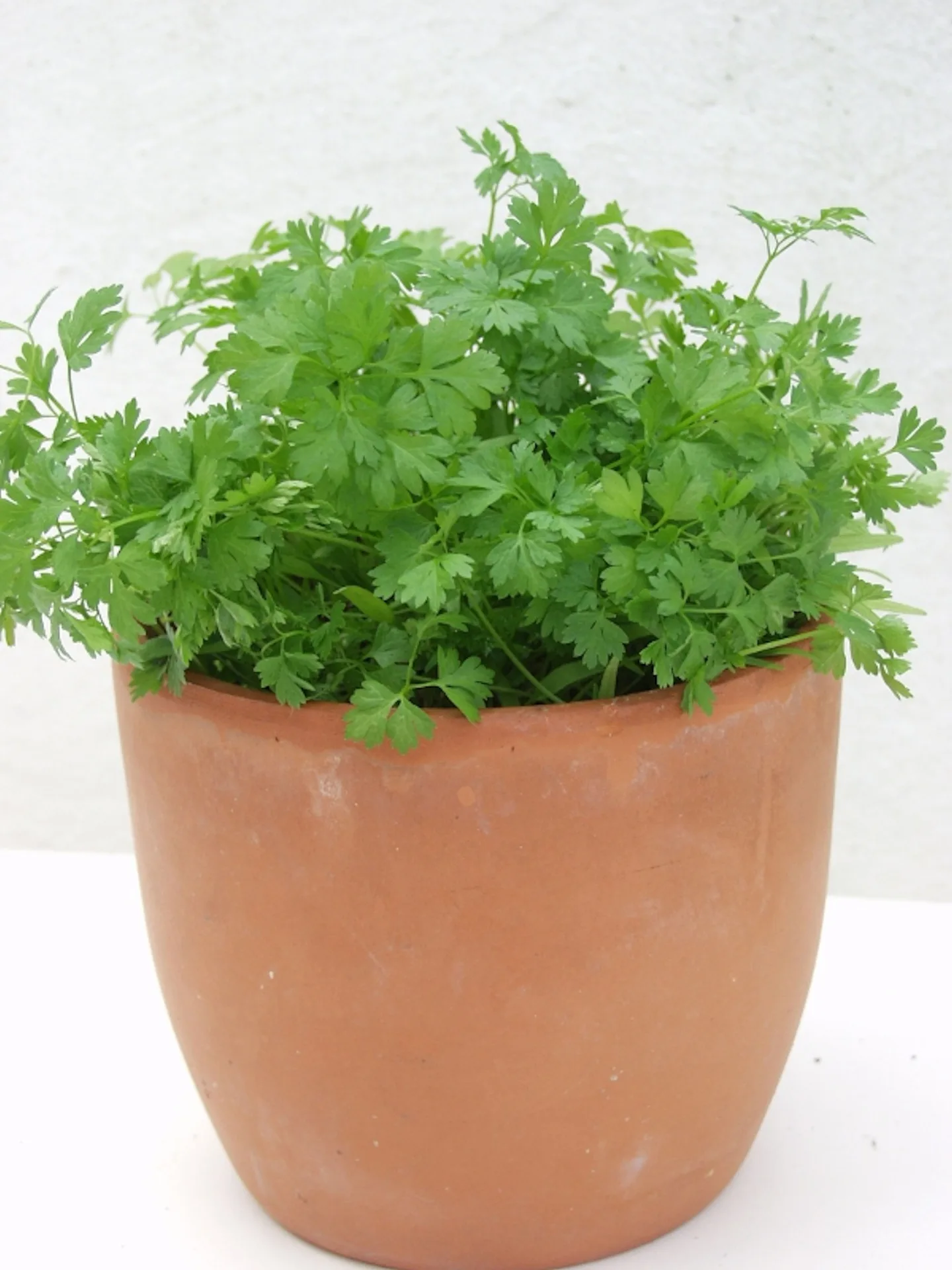 Kräutergarten Saatgut-Box S (Karton) – Bild 5