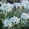 Alpenblumen Saatgut-Box S (Karton) – Bild 6