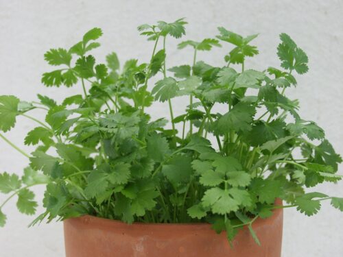 Kräutergarten Saatgut-Box S Bio (Karton) – Bild 2