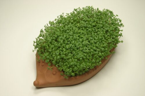 Kräutergarten Saatgut-Box S Bio (Karton) – Bild 3