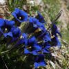 Alpenblumen Saatgut-Box S (Karton) – Bild 7