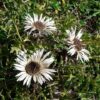 Alpenblumen Saatgut-Box S (Karton) – Bild 8