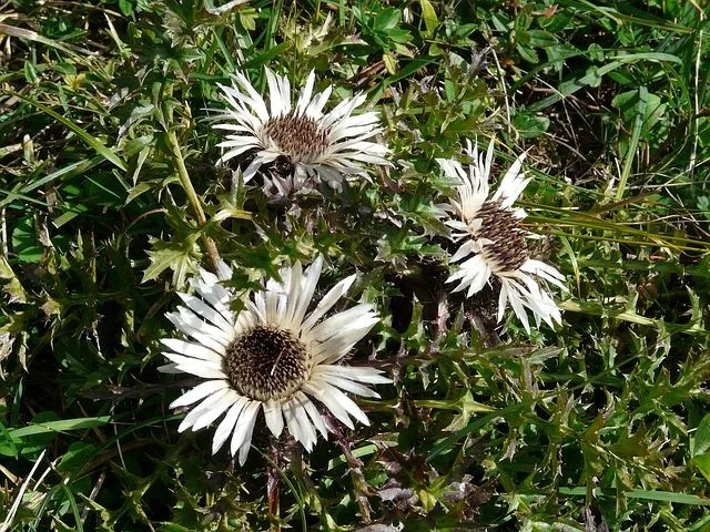 Alpenblumen Saatgut-Box S (Karton) – Bild 8