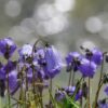 Alpenblumen Saatgut-Box S (Karton) – Bild 9
