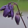 Alpenblumen Saatgut-Box S (Karton) – Bild 10