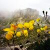 Alpenblumen Saatgut-Box S (Karton) – Bild 11