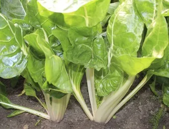 Mittelalterliche Gemüse Saatgut-Box S (Karton) – Bild 6