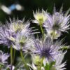 Alpenblumen Saatgut-Box S (Karton) – Bild 12