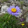 Alpenblumen Saatgut-Box S (Karton) – Bild 13