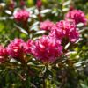 Alpenblumen Saatgut-Box S (Karton) – Bild 14