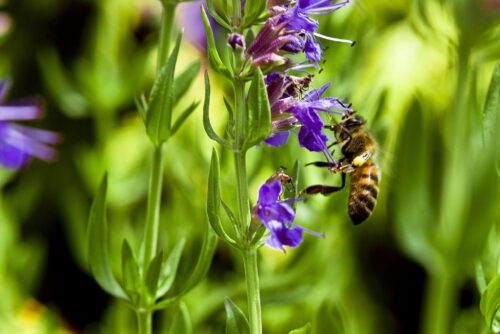 Naturfarbkreis 12 Saaten – Bild 12