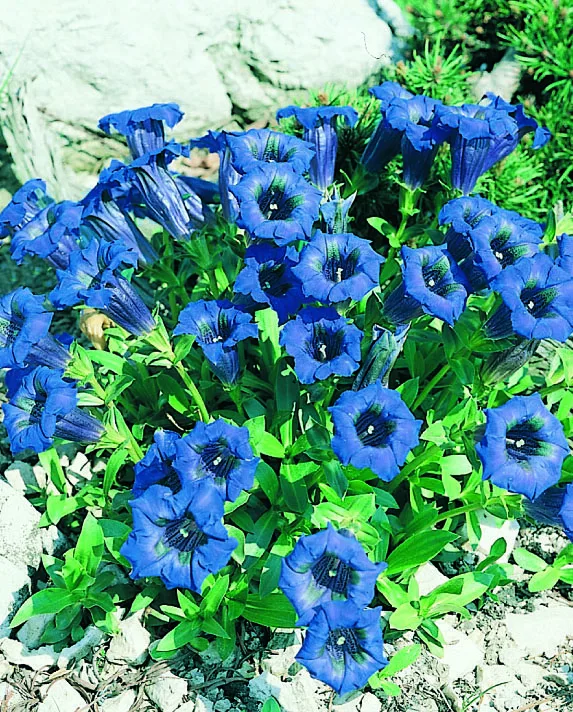 Alpenblumen Saatgut-Box XS (Karton) – Bild 2