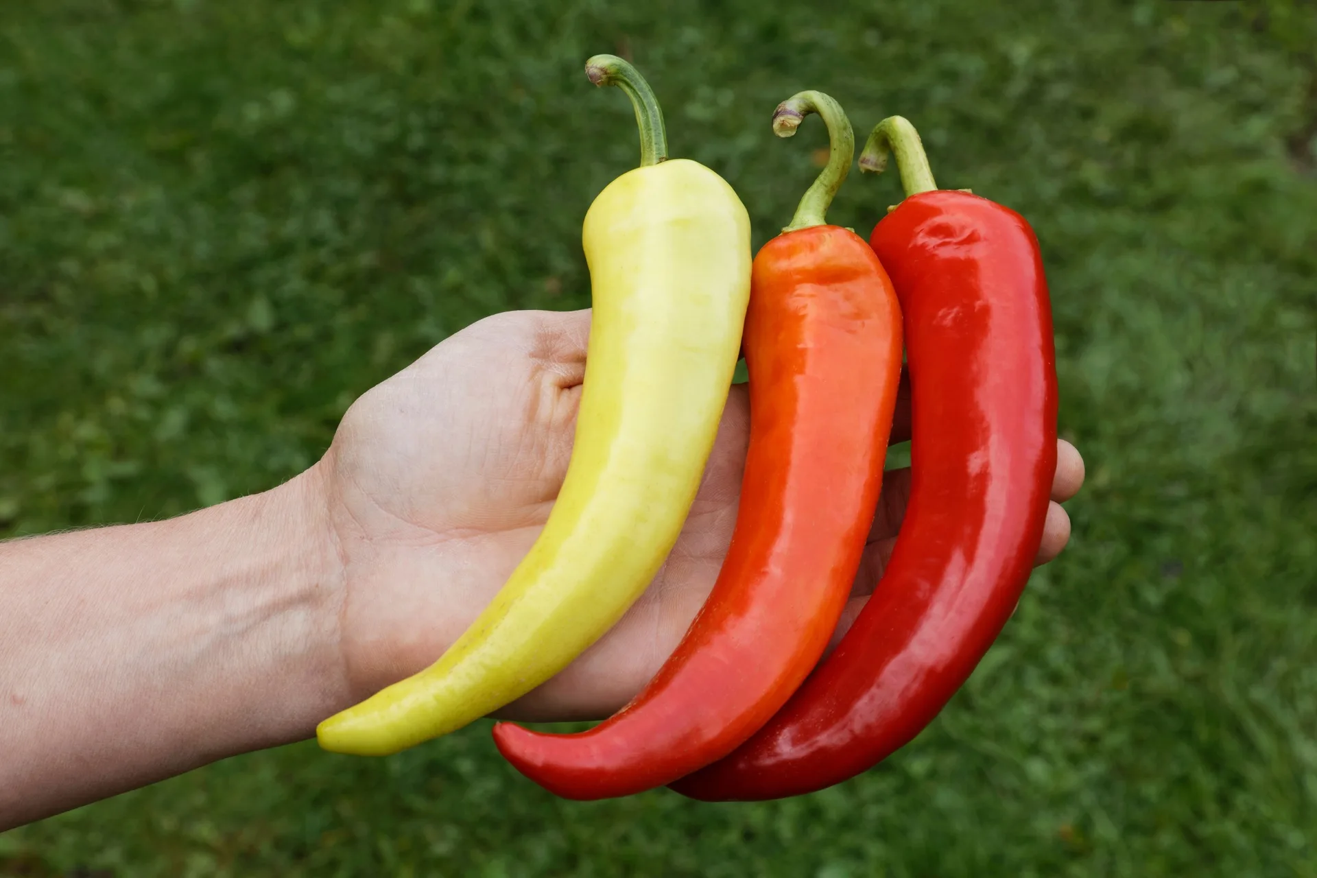 Paprika Saatgut-Box XS Bio (Karton) – Bild 4